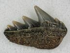 Fossil Cow Shark (Notorynchus) Tooth - Maryland #21322-1